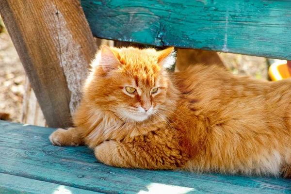 Ginger Kot Leżący Drewnianej Ławce Zewnątrz Słoneczny Dzień — Zdjęcie stockowe