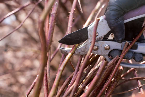 Hand Hand Mit Der Gartenschere Schneidet Man Dornige Sträucher Nahaufnahme — Stockfoto