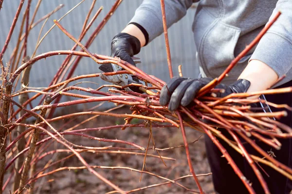 Frau Schutzhandschuh Mit Gartenschere Beim Stutzen Dorniger Sträucher Frühlingszeit — Stockfoto