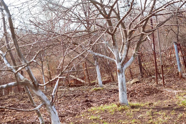 Arbres Fruitiers Sur Vieux Verger Printemps — Photo