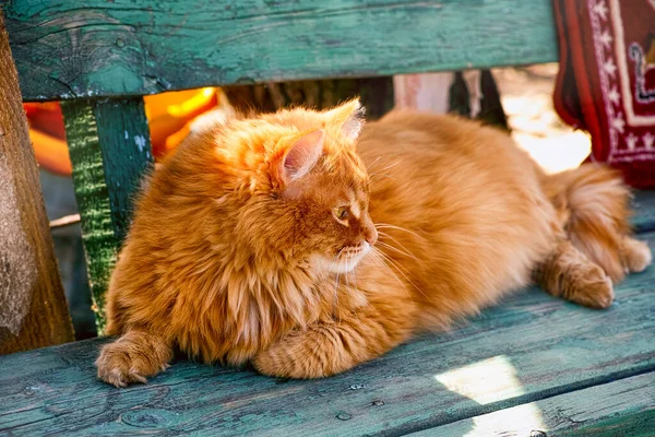 Street Ingefära Katt Liggande Träbänk Utomhus Solig Dag — Stockfoto