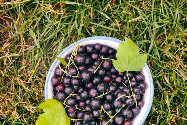 Schüssel Mit Schwarzen Johannisbeeren Und Blättern Auf Gras Hintergrund Nahaufnahme — Stockfoto