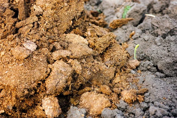 Close Montão Estrume Para Fertilizar Campo Fertilizante Orgânico Natural — Fotografia de Stock