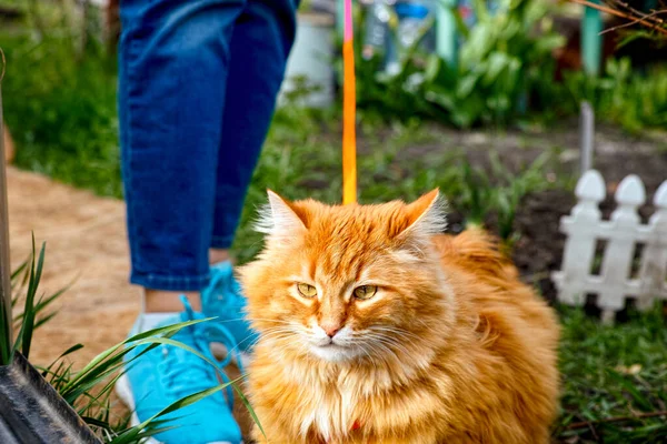 Rudy Kot Uprzęży Smyczy Spacerujący Zewnątrz Swoim Właścicielem Kot Ruchu — Zdjęcie stockowe