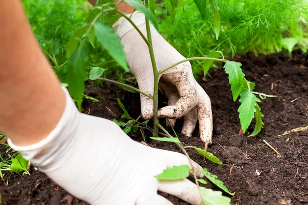 Kvinnliga Händer Planterar Unga Tomatplantor Närbild — Stockfoto