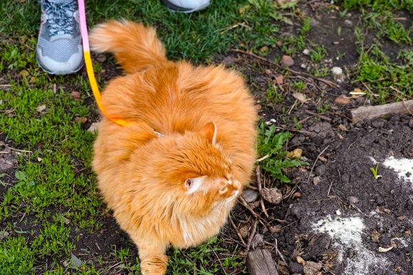 Ginger cat on a harness and leash walking outdoors with his owner.