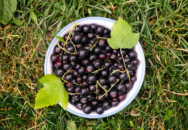 Eine Schale Mit Schwarzen Johannisbeeren Und Blättern Auf Grünem Gras — Stockfoto