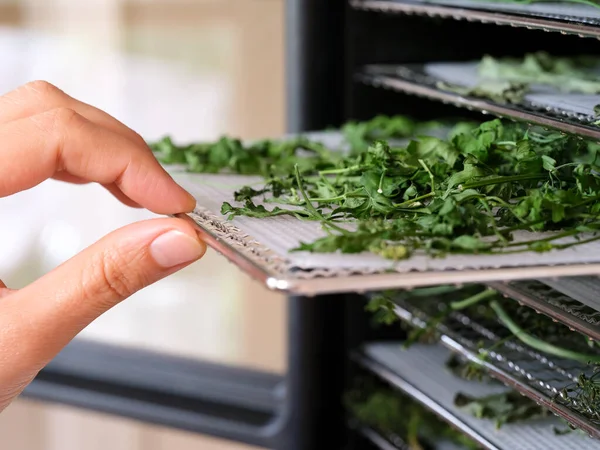 Woman Pulling Tray Parsley Out Food Dehydrator Machine Close — Stock Photo, Image