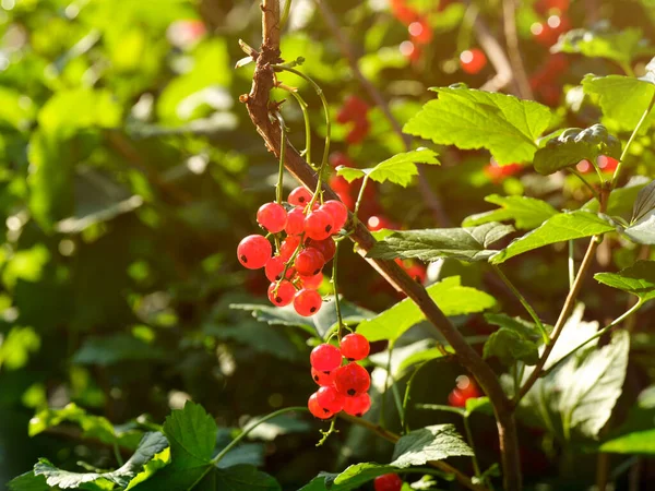 Organic Red Currants Growth Bush Sunny Summer Day — Stock Photo, Image