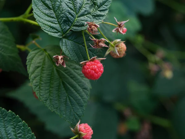 Organiczny Wzrost Malin Krzewie Przyrodzie — Zdjęcie stockowe