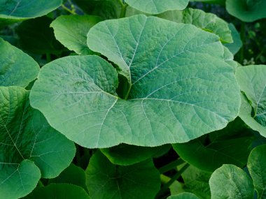 Yeşil balkabağı yapraklarına yakın çekim