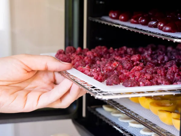 Woman Putting Tray Raspberries Food Dehydrator Machine Close — Stock Photo, Image