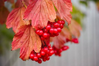 Bitki dalında kırmızı yapraklı olgun kırmızı Viburum meyveleri. Sonbahar zamanı. 