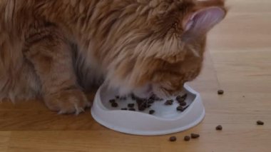 Zencefilli Maine rakunu kedi mamasından kedi maması yiyor. Yan görünüm.