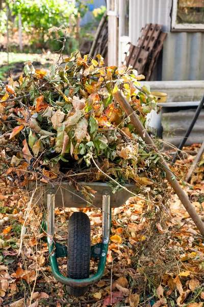 Skottkärra Full Torra Grenar Blad Och Växter Höstträdgården — Stockfoto