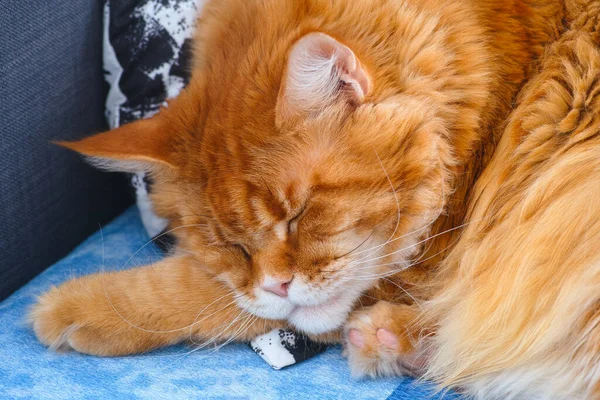 Portrait Ginger Maine Coon Cat Sleeping Pillow Couch Indoors — Stock Photo, Image