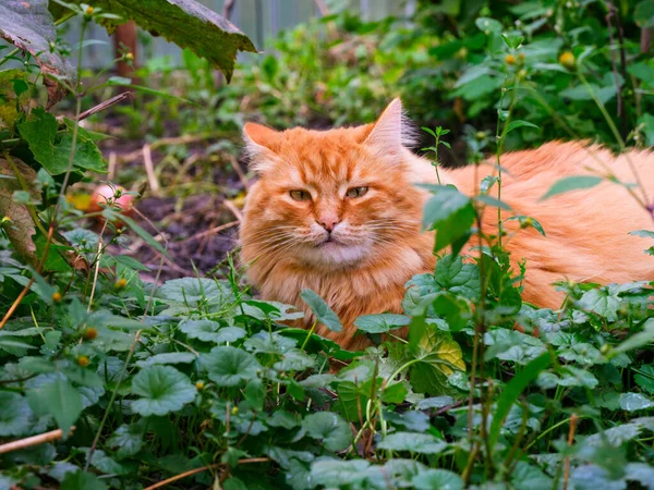 一只生姜的猫躺在花园里的草地上 — 图库照片