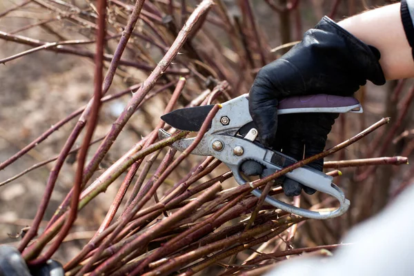 Person Schutzhandschuhen Mit Gartenschere Beim Rückschnitt Eines Dornigen Busches — Stockfoto