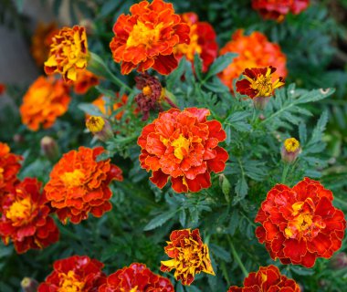 Bahçede çiçek açan güzel Tagetes (kadife çiçekleri). Yakın plan.