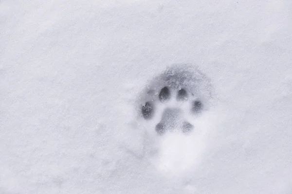 Uma Pegada Gato Neve Close — Fotografia de Stock