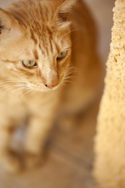 Köşede bakmak bir kırmızı kedi