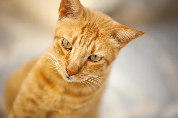 Retrato de gato vermelho — Fotografia de Stock