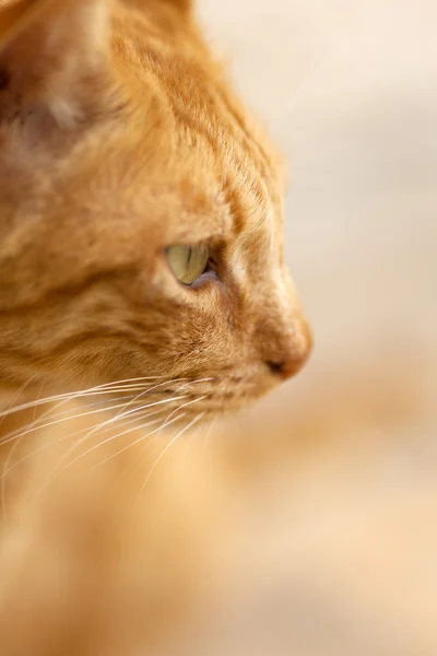 红猫的肖像 — 图库照片