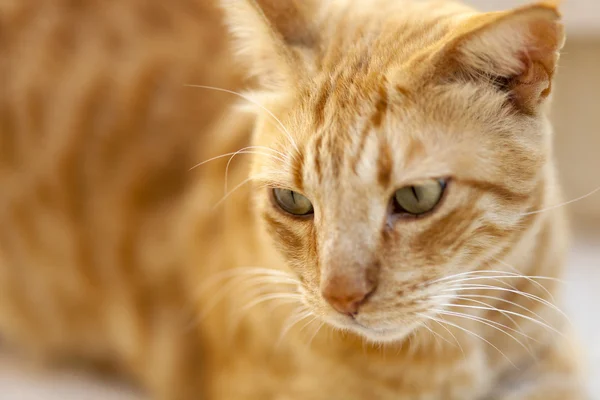 Porträtt av en röd katt. — Stockfoto