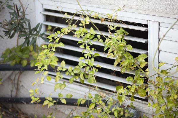 Plantas na cidade — Fotografia de Stock