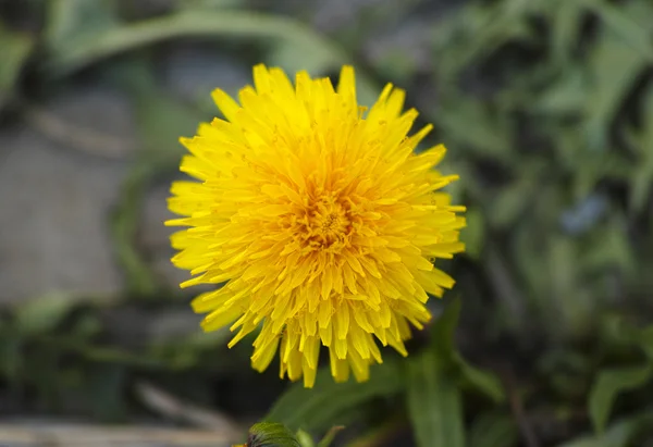 Diente de león — Foto de Stock