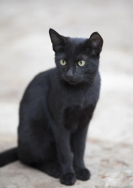 Svart katt — Stockfoto