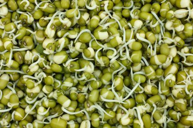 Çürümüş fasulye. 