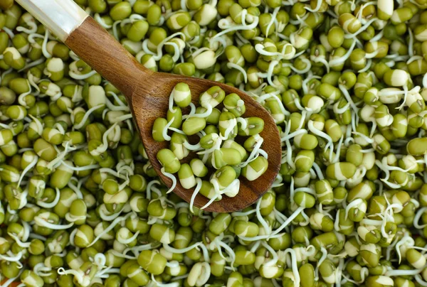 Frijoles mungo germinados en cuchara de madera — Foto de Stock