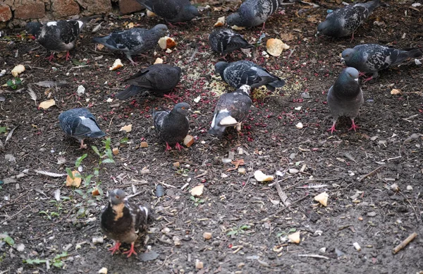 Alimentação de pombos — Fotografia de Stock