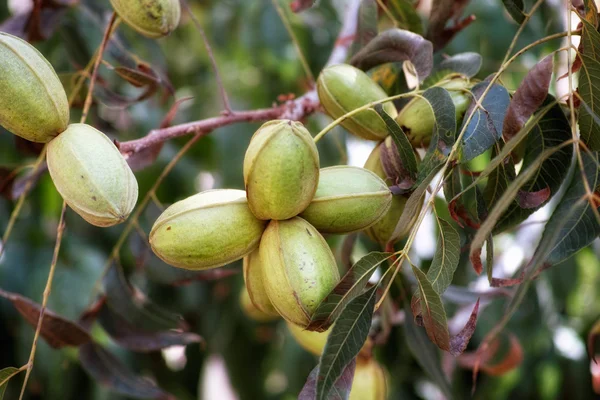 Kacang pikan di pohon — Stok Foto