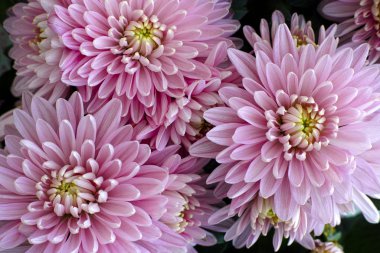 Bouquet of pink chrysanthemums