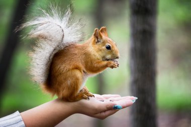 Sincap fındık yemek