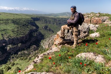 arka planda karlı dağlar yabani Lale çayır
