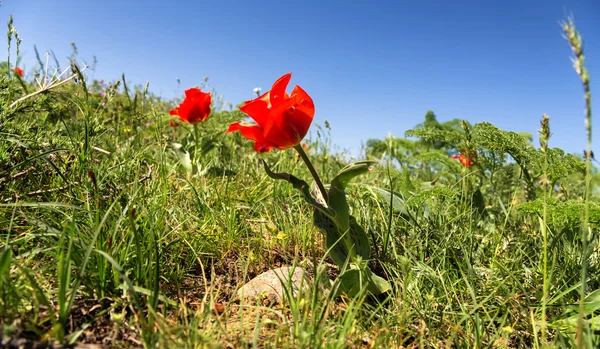 Flor de tulipa selvagem — Fotografia de Stock