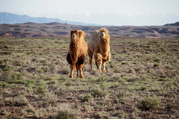骆驼在沙漠的哈萨克斯坦 — 图库照片