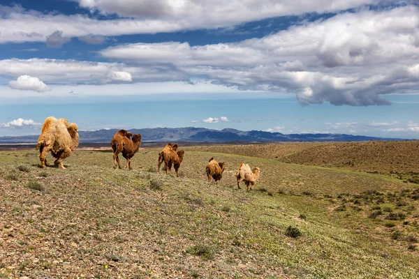 Kameler i öknen i Kazakstan — Stockfoto