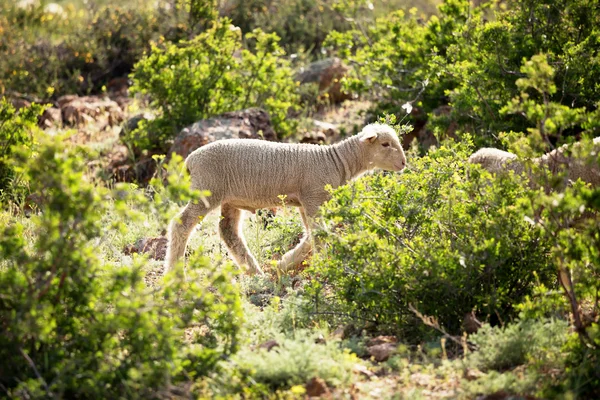 Cordeiros na primavera montanhas do deserto — Fotografia de Stock