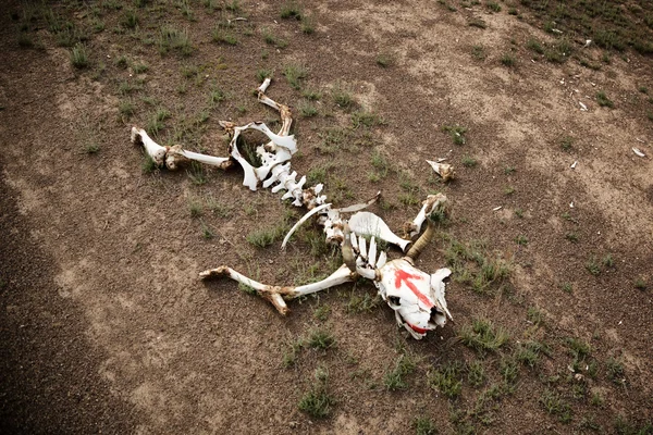 一头牛在沙漠中的骨架 — 图库照片