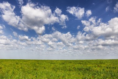 Bahar büyük kazak bozkır