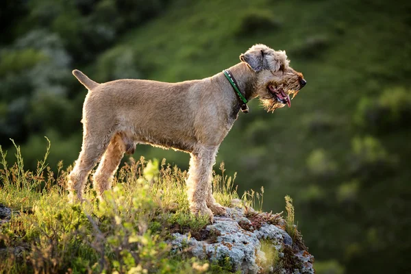 Stående airedale hund — Stockfoto