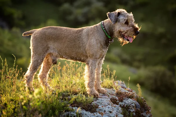 Portré airedale kutya — Stock Fotó