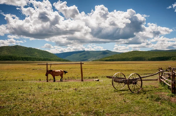 Horse on a leash and vintage truck — Stock Photo, Image