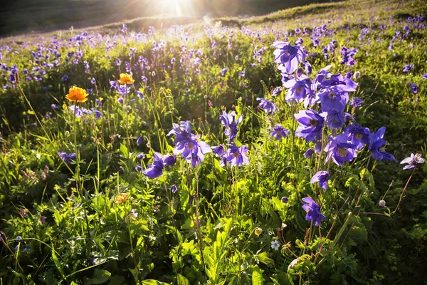 Wild blue flowers in mountains — Stock Photo, Image