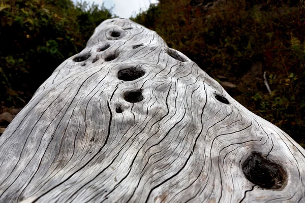 오래 된 죽은 나무 — 스톡 사진