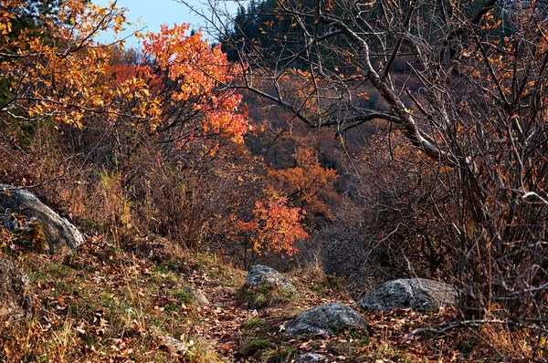 Sonbahar Dağları'nda terk edilmiş iz — Stok fotoğraf
